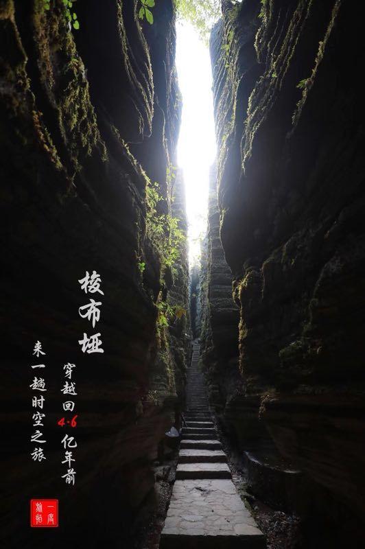 逃离白鸽之森