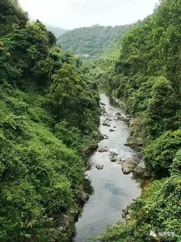 泡沫森林